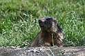 VBS_1 -  Plateau du Mont-Cenise, Grand Croix, Marmotte_-_0091 mt